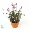 GAURA DARK PINK P12