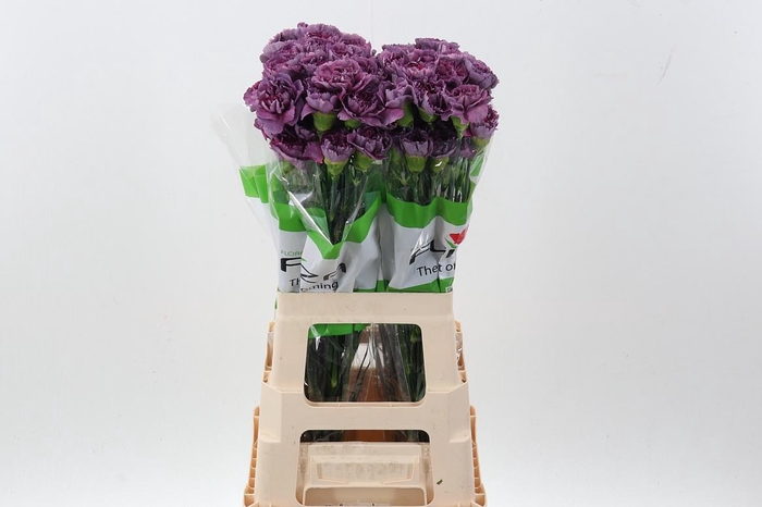 <h4>Di St Hypnosis</h4>