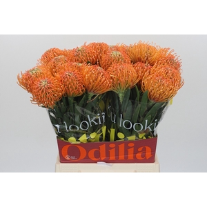 Nutans Ayoba Peach
