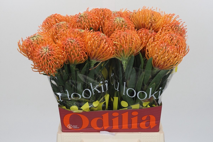 <h4>Nutans Ayoba Peach</h4>