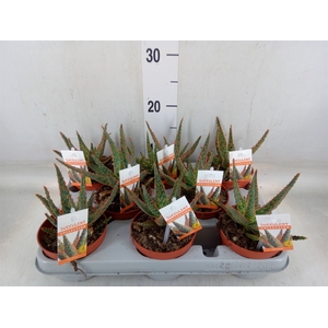 Aloe   ...