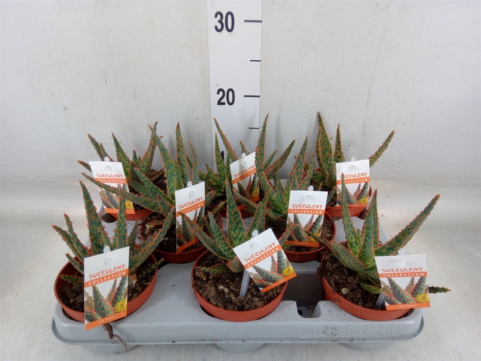 <h4>Aloe   ...</h4>