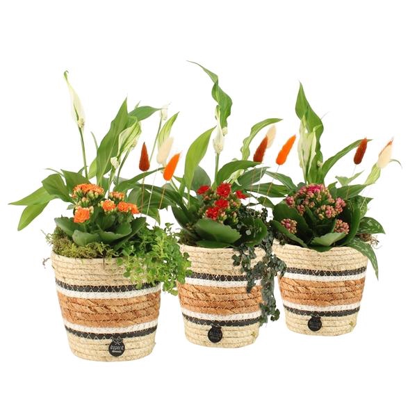 <h4>41591: Treasure time arrangement</h4>