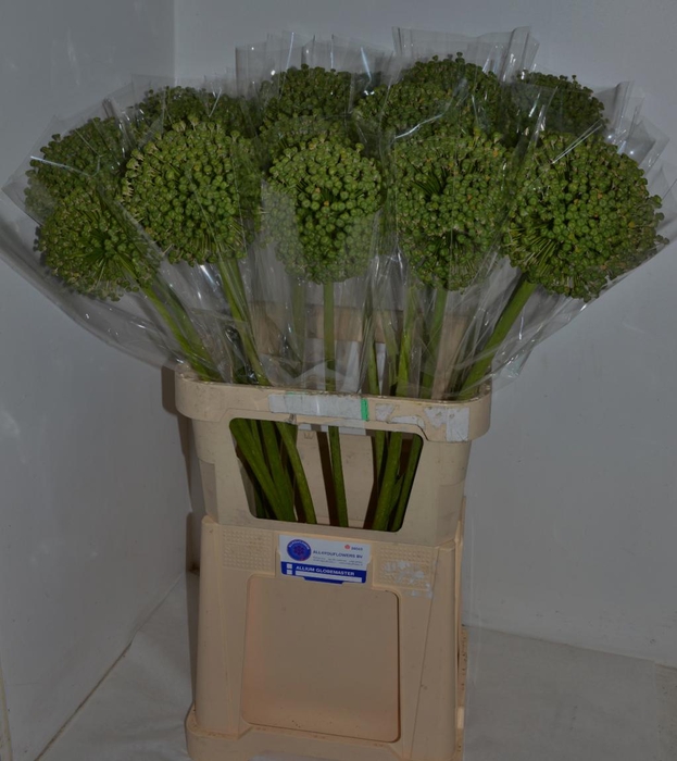 ALLIUM ZAADBOLLEN