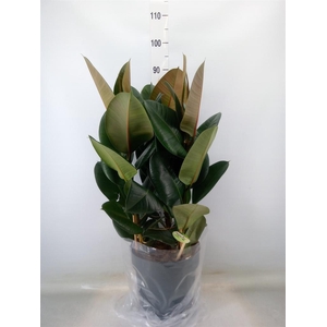 Ficus elastica 'Robusta'