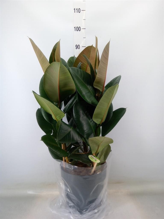<h4>Ficus elastica 'Robusta'</h4>