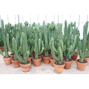 Euphorbia Ingens