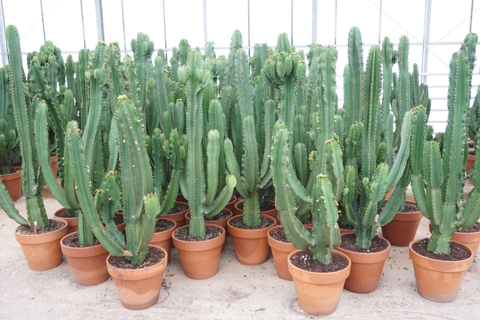 <h4>Euphorbia Ingens</h4>