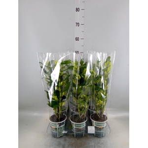 Dendrobium nob. 'StarCla Apollon'