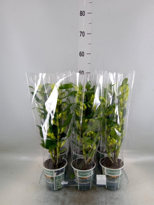 <h4>Dendrobium nob. 'StarCla Apollon'</h4>