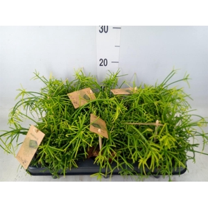 Rhipsalis baccifera 'Oasis'