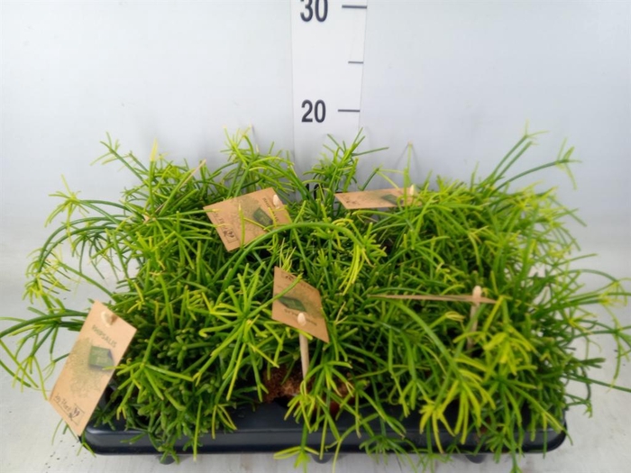 <h4>Rhipsalis baccifera 'Oasis'</h4>