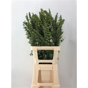 Spiraea Japponica