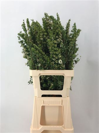 <h4>Spiraea Japponica</h4>