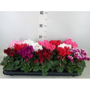 Cyclamen KL 'Metis'