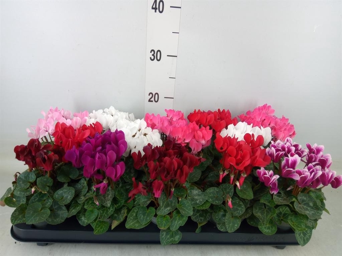 <h4>Cyclamen KL 'Metis'</h4>