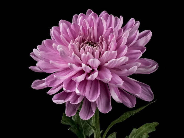 <h4>Chrys Dark Rossano</h4>