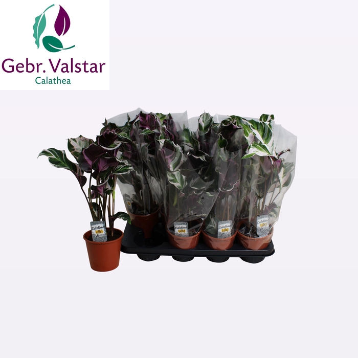 <h4>CALAT FUSION WHITE</h4>