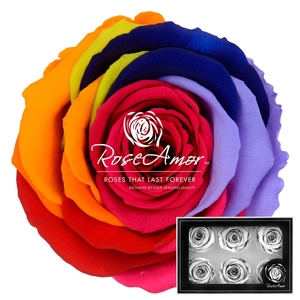 L Rainbow Red02