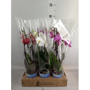 Phalaenopsis   ...mix  4