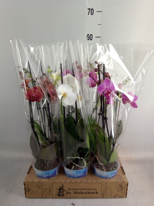 <h4>Phalaenopsis   ...mix  4</h4>