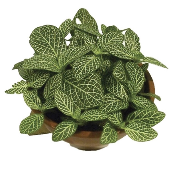 <h4>FITONIA FOLHA FINA C13</h4>