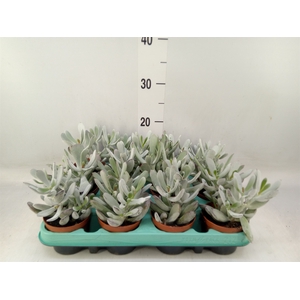 Cotyledon orbic. 'Picco Coins'