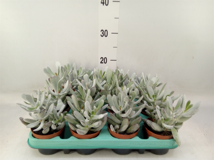 <h4>Cotyledon orbic. 'Picco Coins'</h4>
