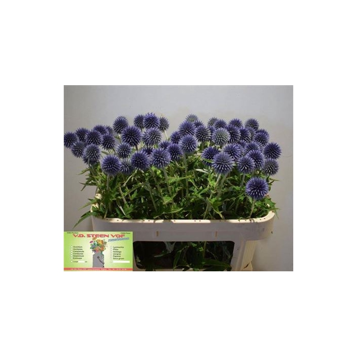 <h4>Echin Ba Blue Globe</h4>