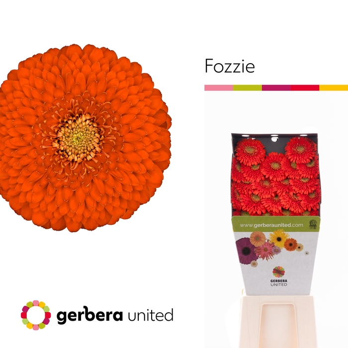 <h4>Germini Pomponi Fozzie Diamond</h4>