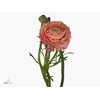 Ranunculus El Salmon