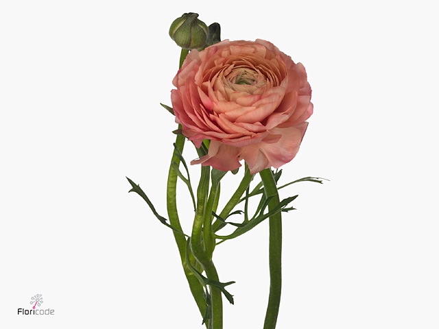 Ranunculus El Salmon