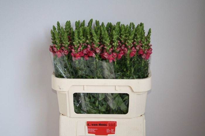 <h4>Antir Poto Rose</h4>