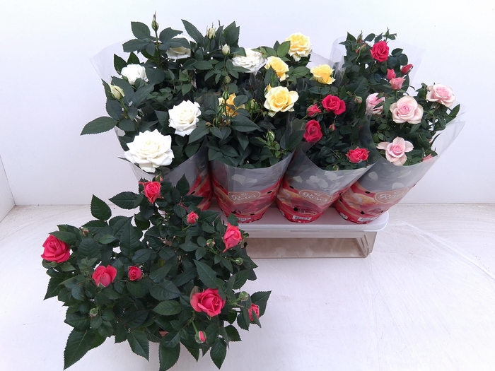 <h4>RO FAV RO GEM 4 SRT</h4>