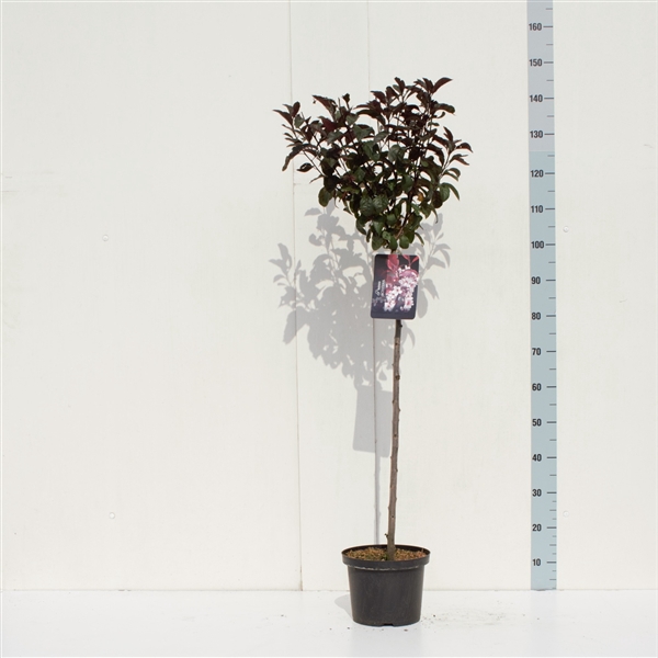 <h4>Prunus xcistena 80ST</h4>