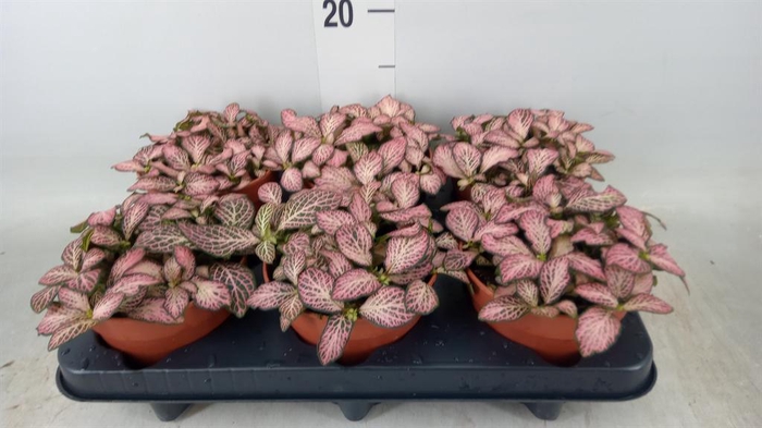 <h4>Fittonia   ...</h4>