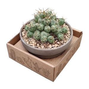 PUNA INCAHUASI - BASALT BOWL Ø 15 - CARDBOARD BOX 15X15 CM (CACTUS)