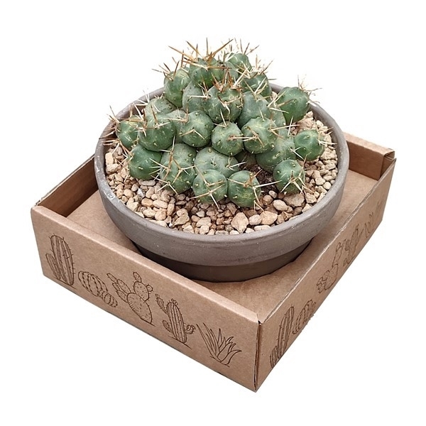 <h4>PUNA INCAHUASI - BASALT BOWL Ø 15 - CARDBOARD BOX 15X15 CM (CACTUS)</h4>