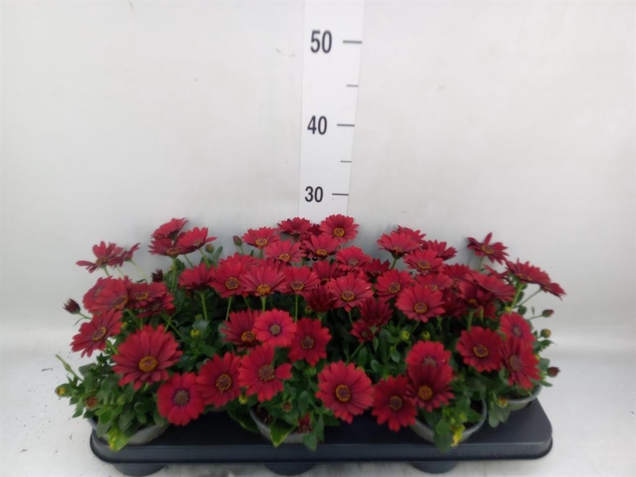 <h4>Osteospermum  'Sunny Dixie'</h4>