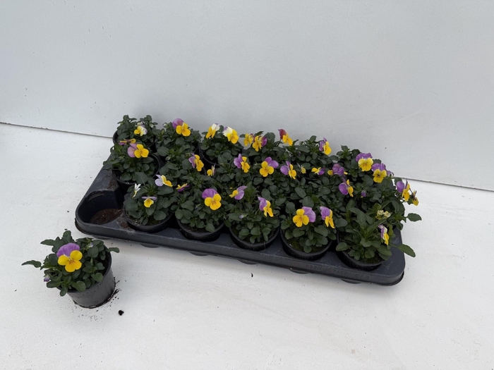 <h4>VIO CO SORBET GEM</h4>