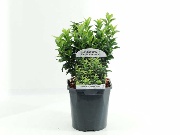 <h4>Euonymus jap. 'Green Spire'</h4>