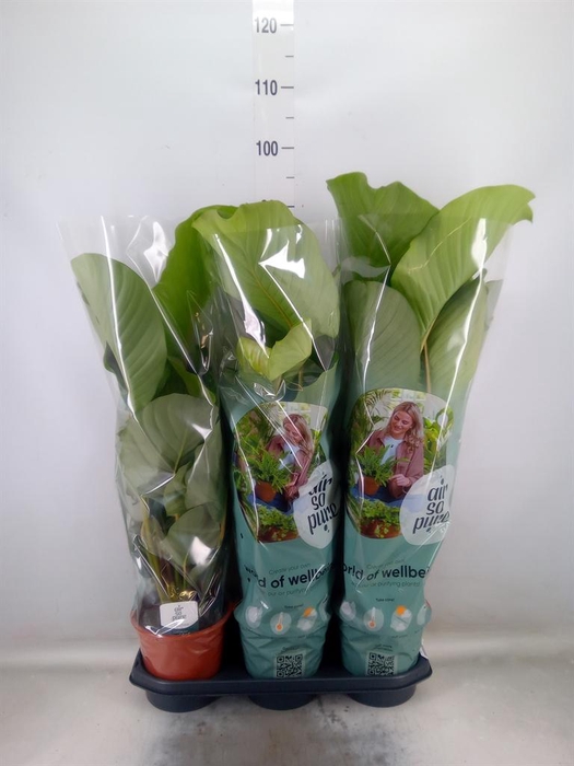 <h4>Calathea orbifolia</h4>