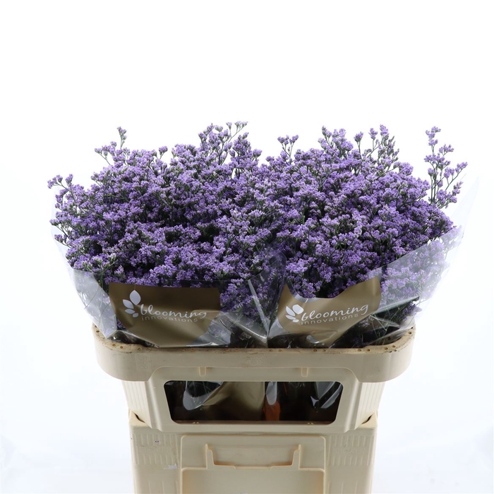 <h4>Limonium Utah Blue | Heavy Quality</h4>