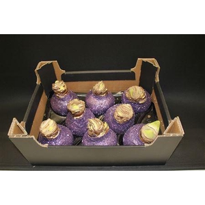 Amaryllis Topline Lavendel