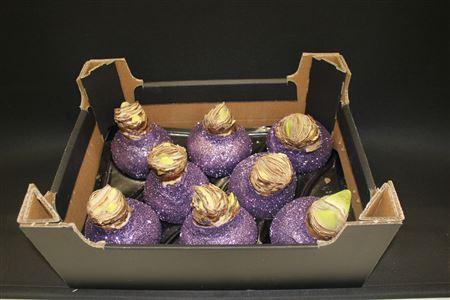 <h4>Amaryllis Topline Lavendel</h4>