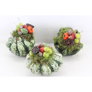 arr4 Sierfruit PP - Pattison x6 mix