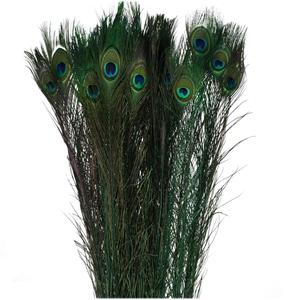 Feathers Peacock 100cm