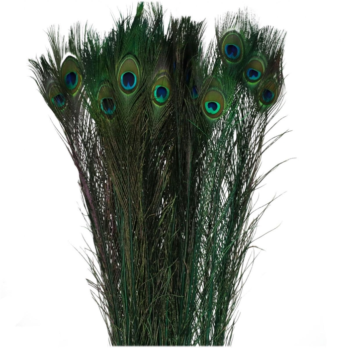 <h4>Veren Pauw 100cm</h4>