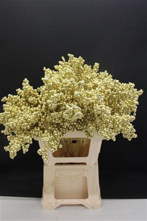 <h4>Bes Op Stok Goud</h4>