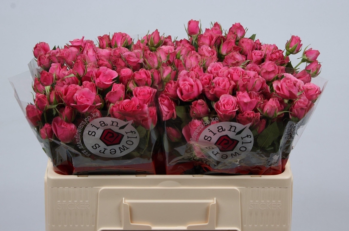 <h4>R TR EILEEN</h4>